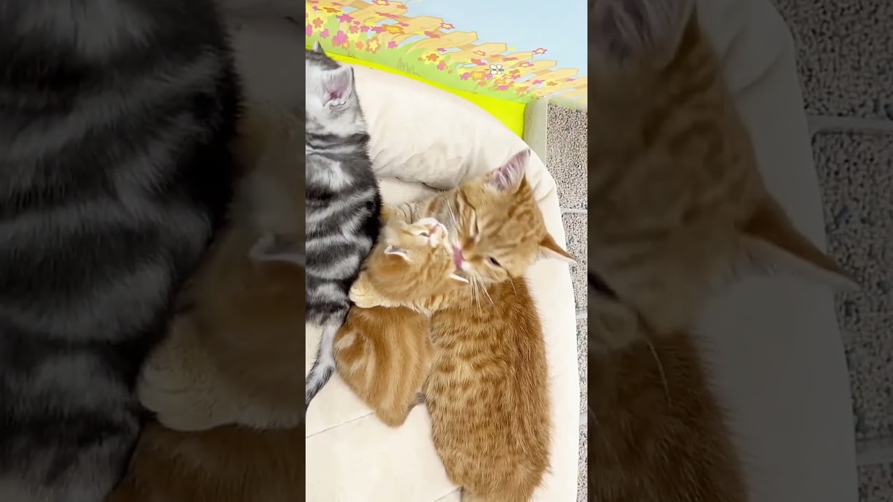 【奇跡】赤ちゃん子猫のお世話をする生後4か月の子猫 #shorts