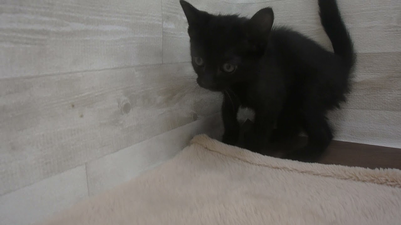 00555017 ボンベイ