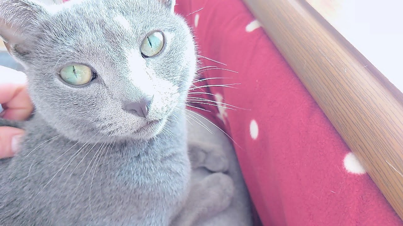 【猫動画】嫁を猫パンチしたけど膝に乗る甘えん坊ロシアンブルー【russianbule】I got a slap, but I'm a spoiled Russian blue on my knees