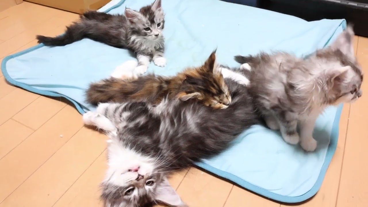 2月21日朝メインクーンの子猫たち