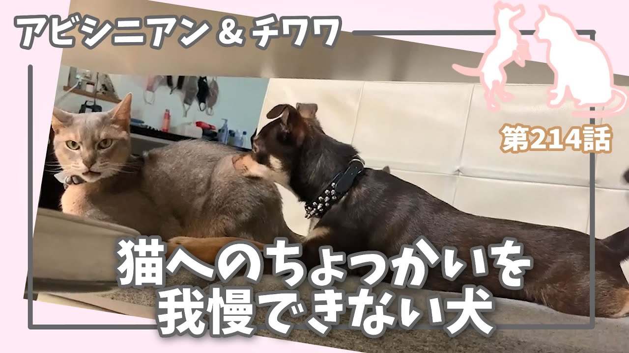 [214話] (チワワ&アビシニアン) 猫へのちょっかいを我慢できない犬