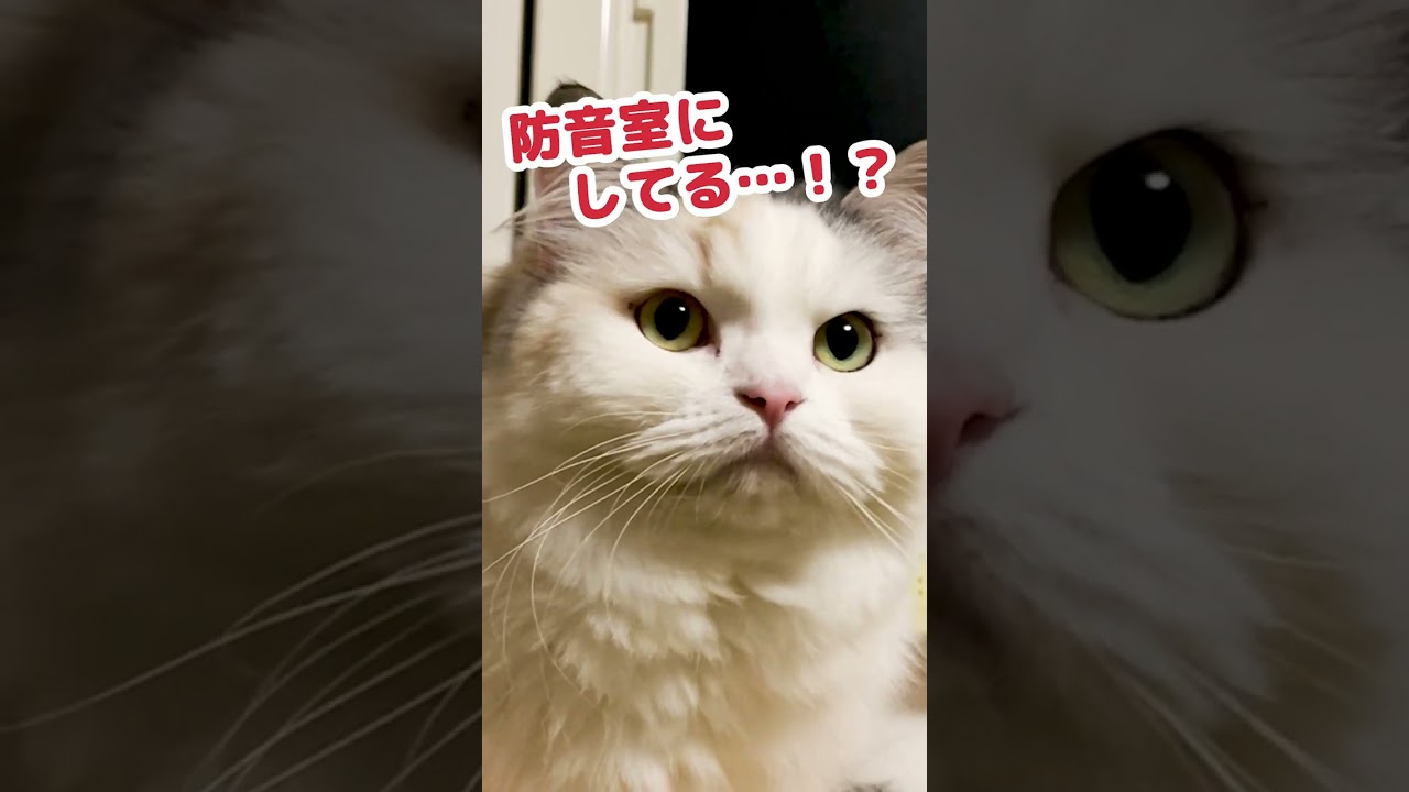 騒音に弱い猫達のためにした対策 #Shorts