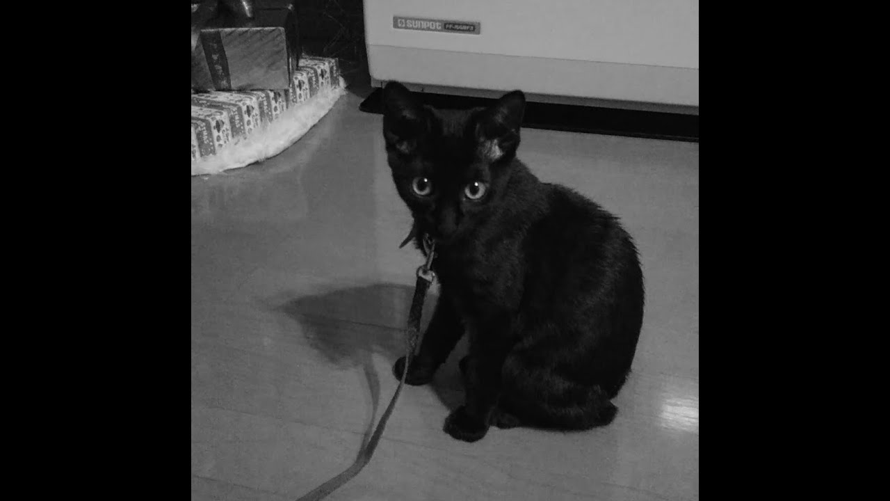 【黒猫Vlog01】ぼくボンベイYoutube始めます～I'm a male Bombay mix. I started YouTube！～