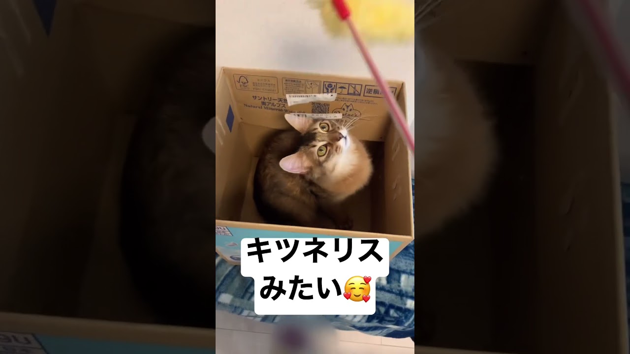 キツネリス似の猫 #ソマリ #癒し猫動画 #しっぽ吸い