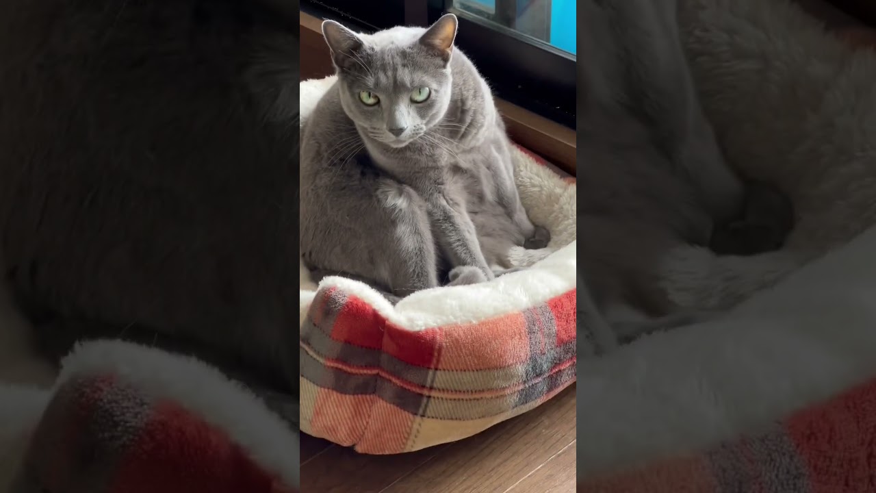 【ロシアンブルー】めろんお留守番ありがと😊【猫】#shorts