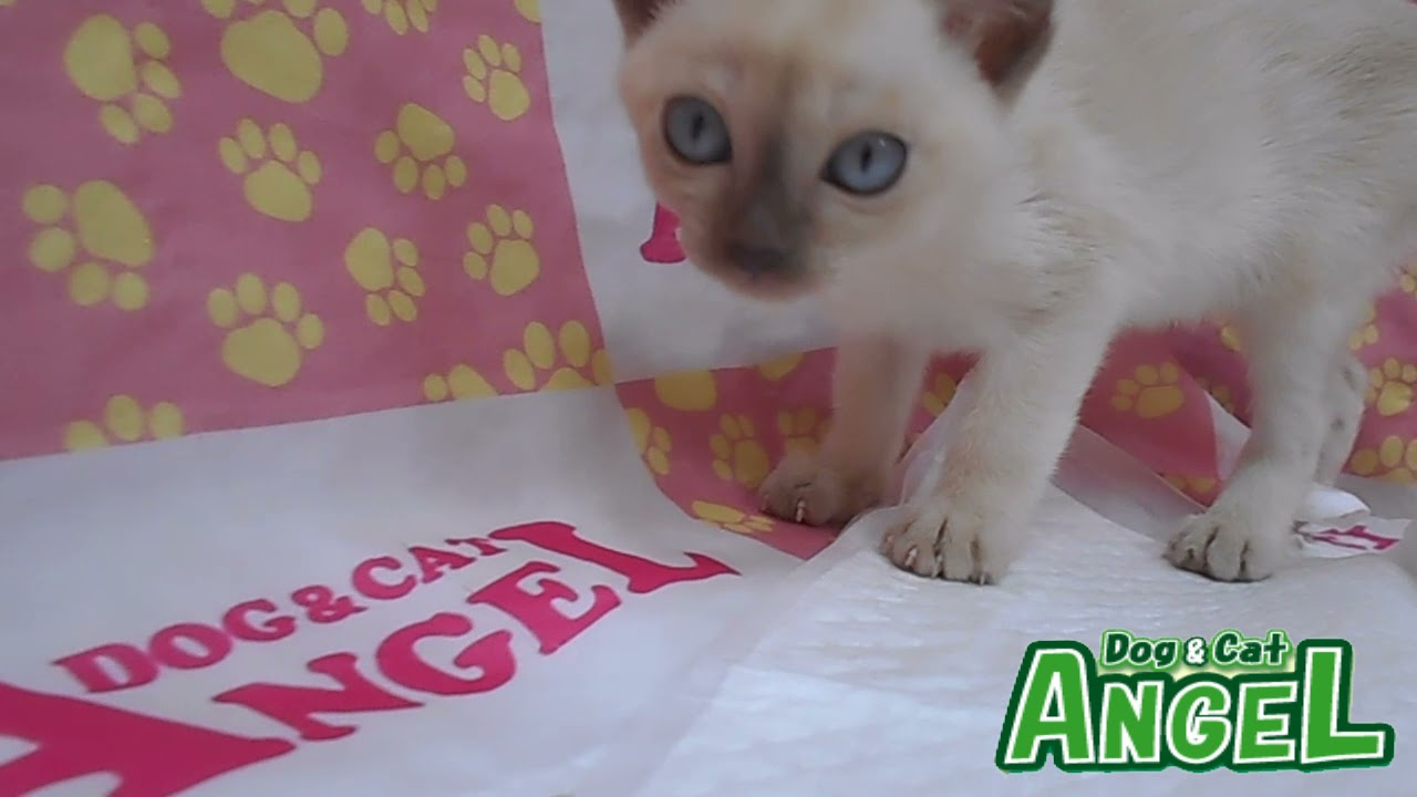 トンキニーズ 2111089 【ペットショップエンゼル　子犬・子猫販売】