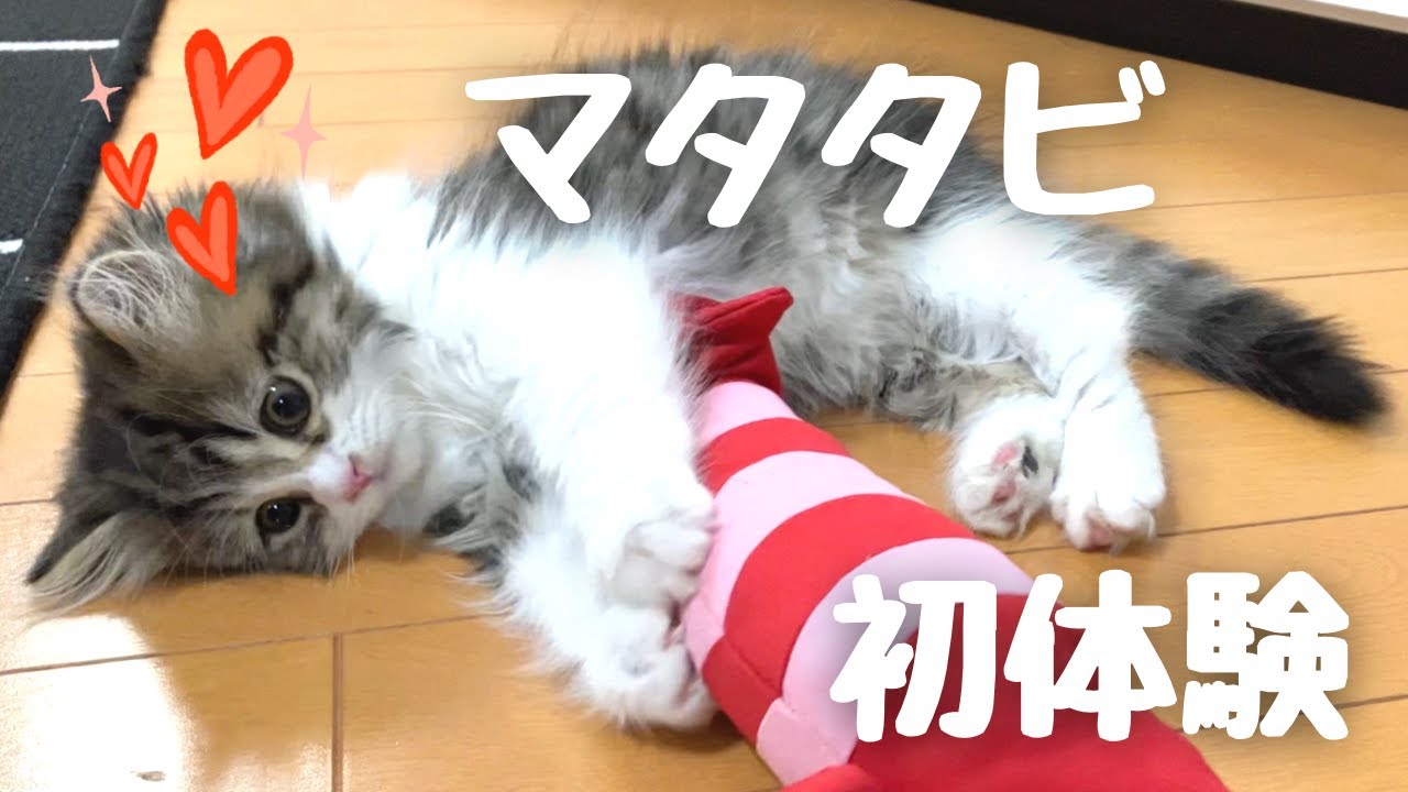 【スコティッシュフォールド】【マタタビ】お迎えした子猫がメロメロになりました cat kitten kitty scottishfold silvervine