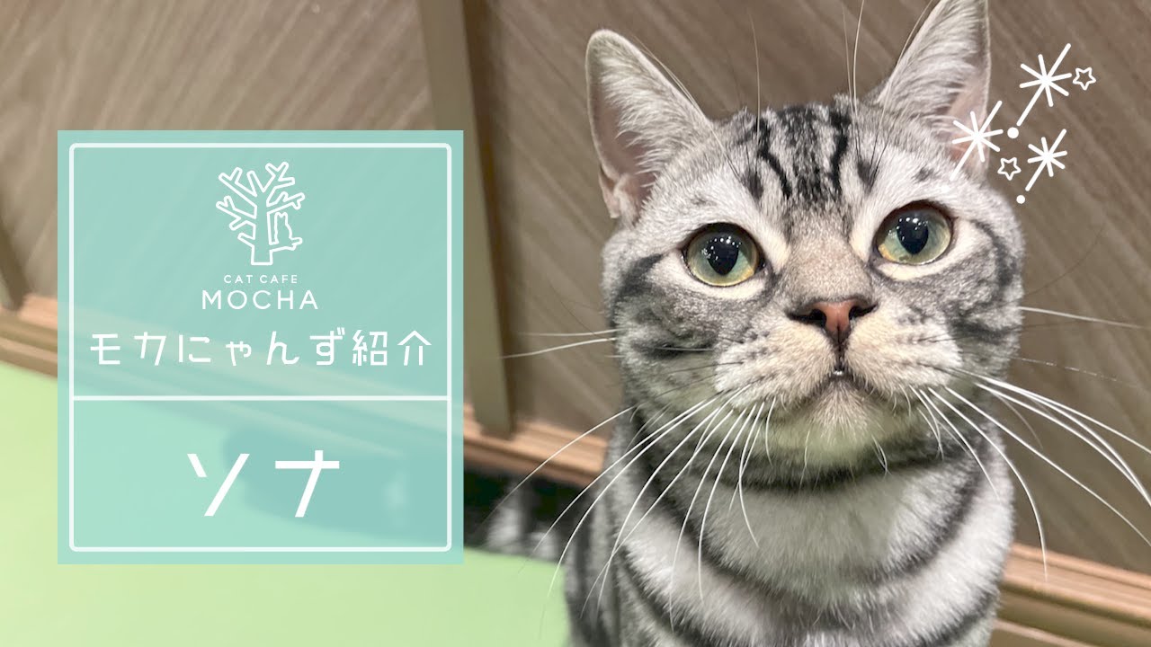 ソナ（アメリカンショートヘア♂）大阪心斎橋店