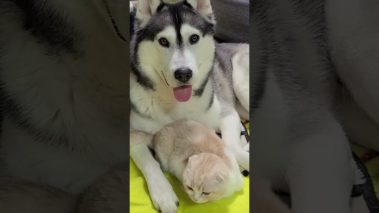 犬を自分の親だと思ってる子猫がこちら...#shorts