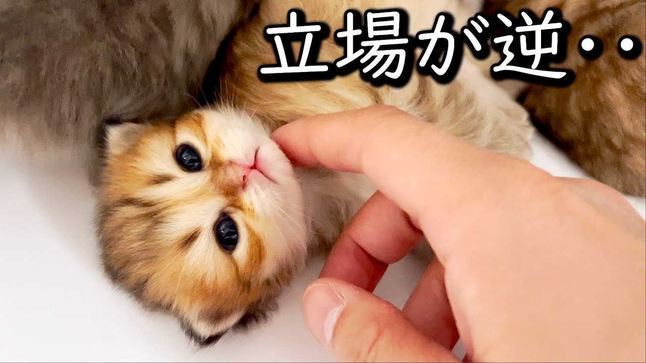 【ペルシャの子猫】気づいたら赤ちゃんと立場が逆になってた件 ∼猫のいる生活Vol.625∼ 出産動画 マンチカン短足・ミヌエット・ペルシャ猫専門ブリーダー『ペット蔵人』【子猫の成長記録】