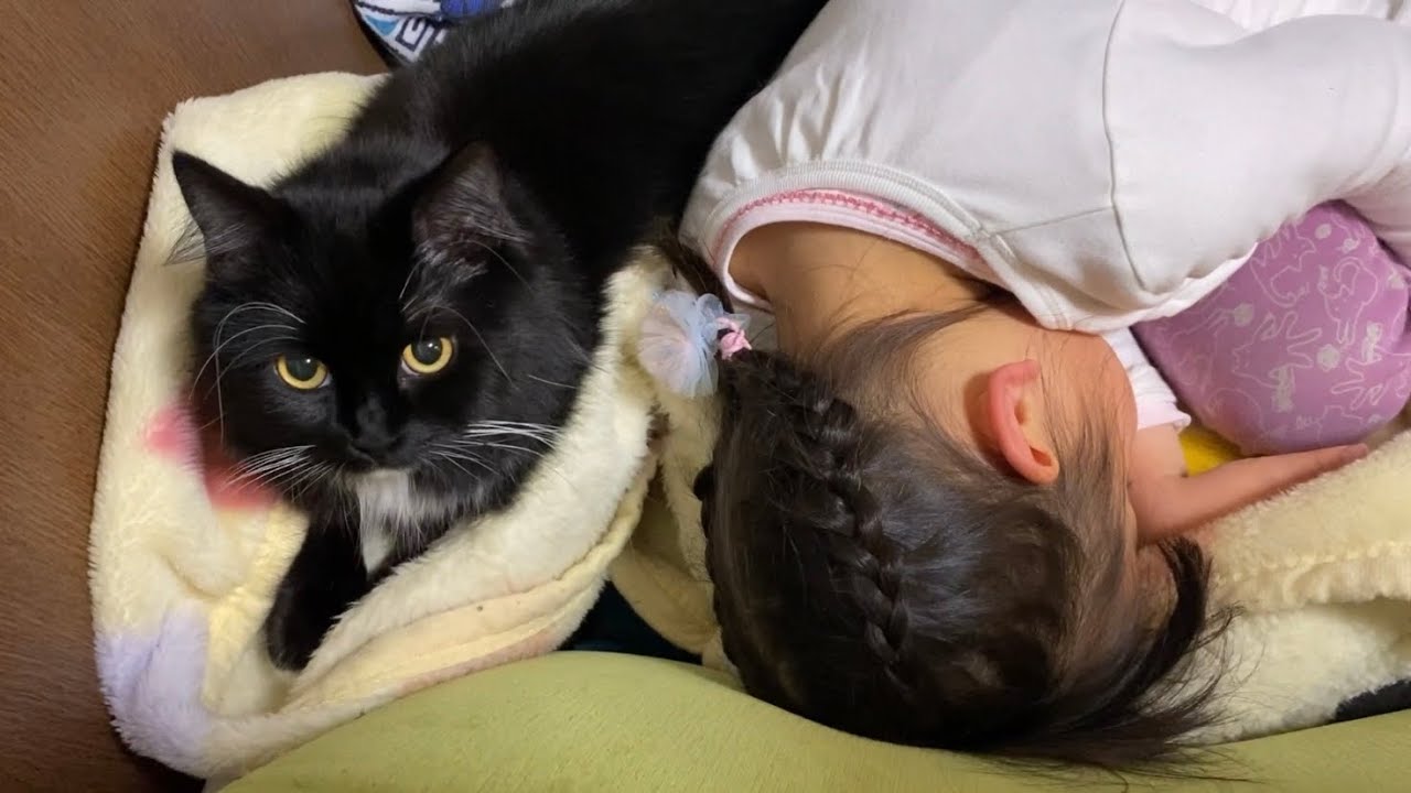寝た子供の近くに来る猫　ラガマフィンA cat that comes near a sleeping child. Ragamuffin