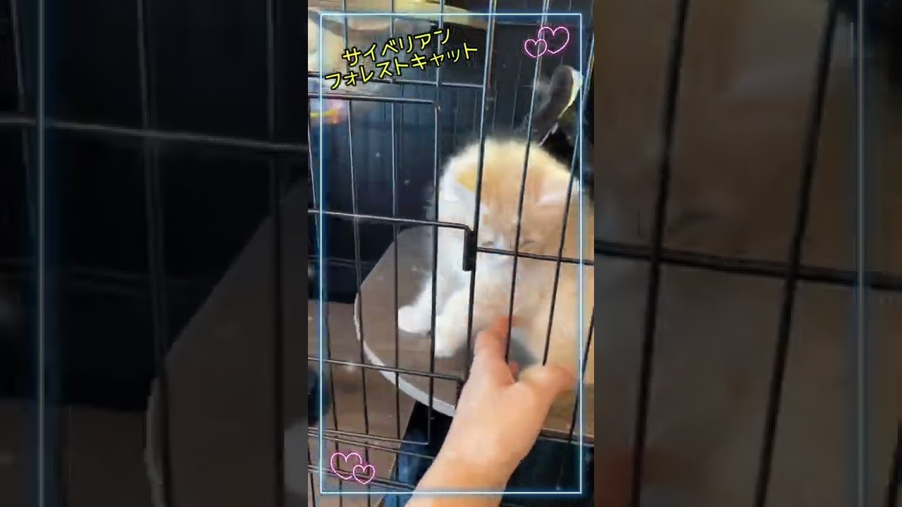 【サイベリアンフォレストキャット】久しぶりにネコちゃんと戯れました。