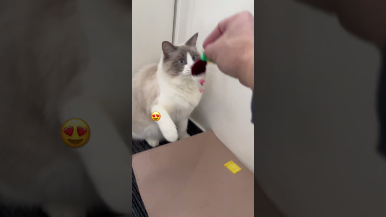 Ragdoll   fetch me a toy☺️ おもちゃを持ってきてくれる猫さん🥴#shorts#Ragdoll#ラグドール