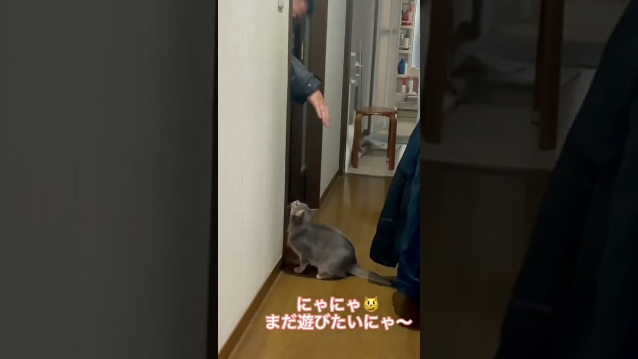 爺が大好きすぎる犬みたいな猫（ベンガル猫とアビシニアン）BEST FUNNY CATS&KITTENS #shorts