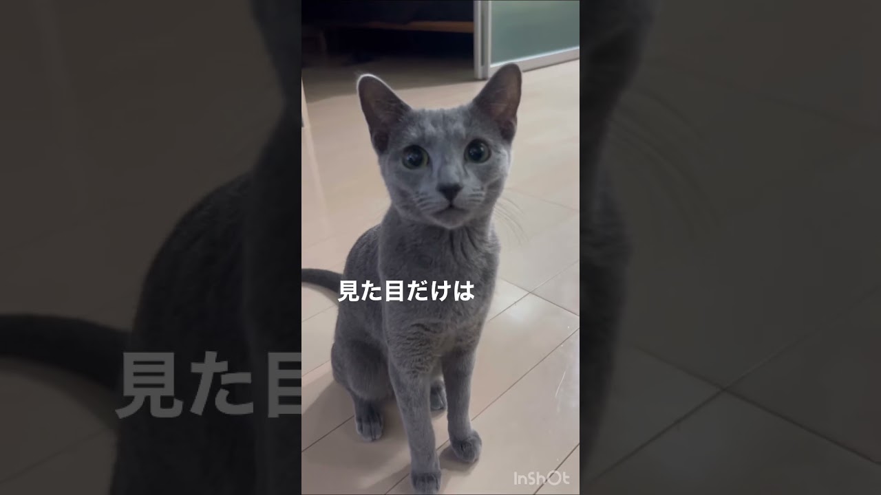 見た目だけは100億万点！　#Shorts #ロシアンブルー　#ねこ　#ねこ動画　#cat #猫　#Russianblue
