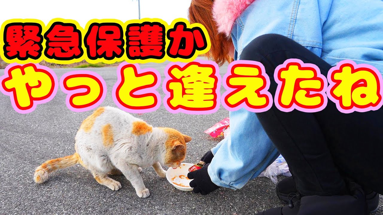 【野良猫】大寒波後やっと逢えました ガリガリでした 緊急保護か？