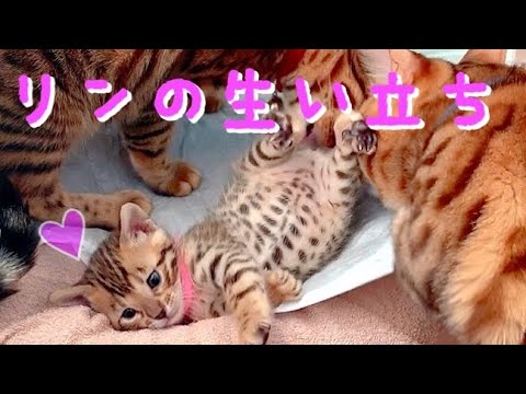 【祝1歳】ベンガル猫リンの産まれたて〜1歳までの生い立ち