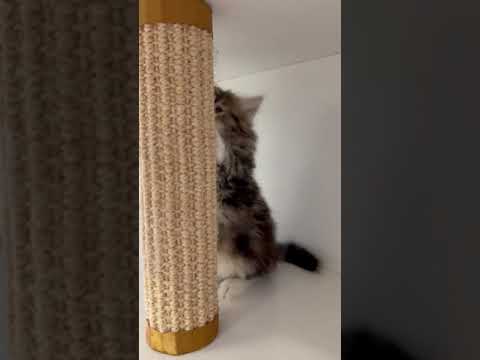 サイベリアン ブラウンタビー&ホワイトの女の子。