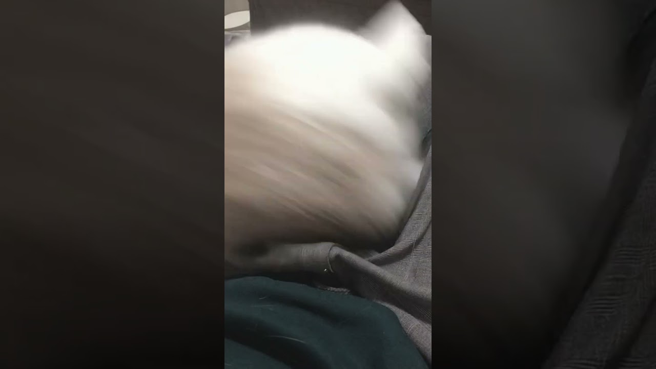 甘えん坊ラグドールが溶けていく#shorts