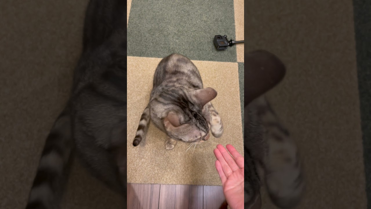 犬並みに芸をする猫たち＃shorts