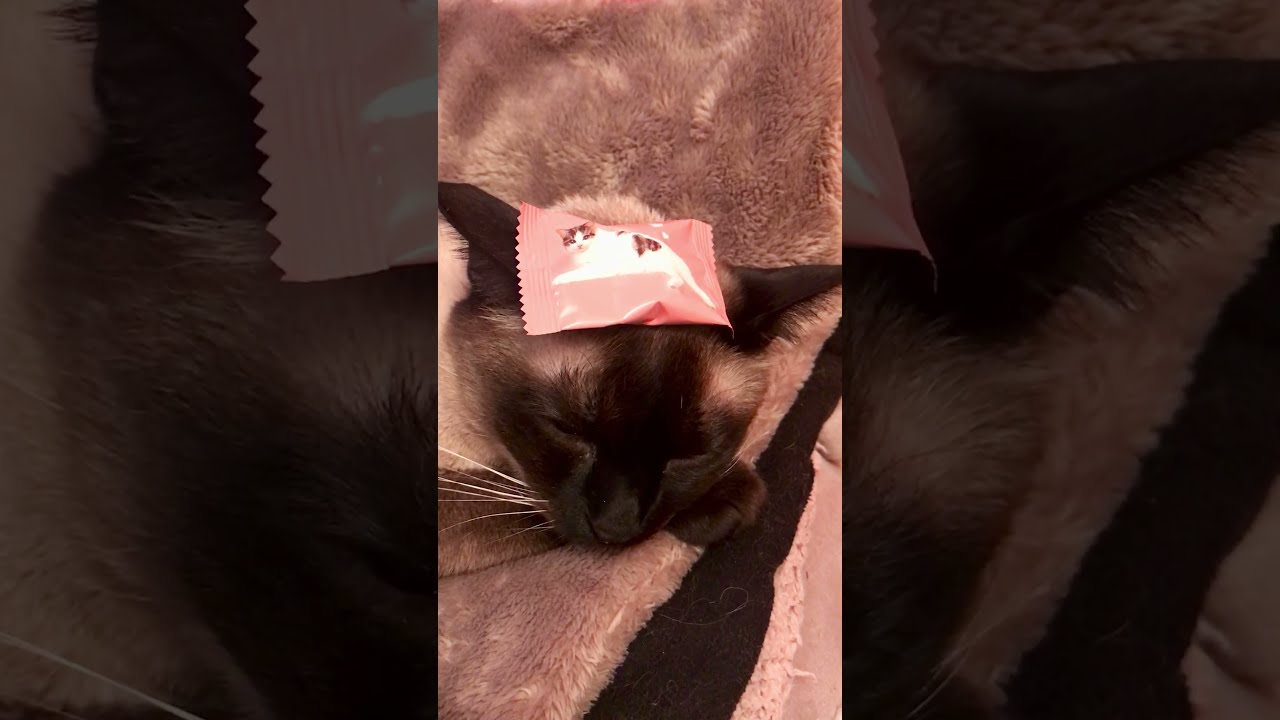 猫ちゃんチョコレートをおでこにのせて寝るのタヌキ猫なのにゃ♪