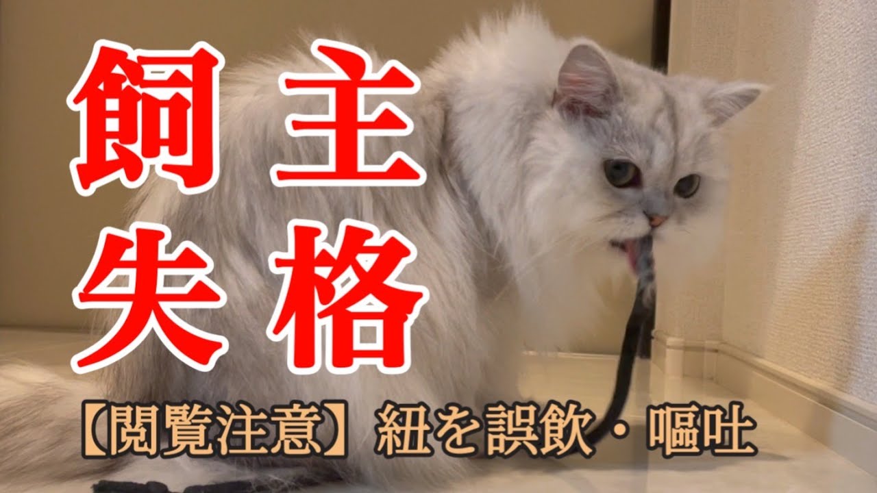 【閲覧注意】飼主失格【誤飲・嘔吐】