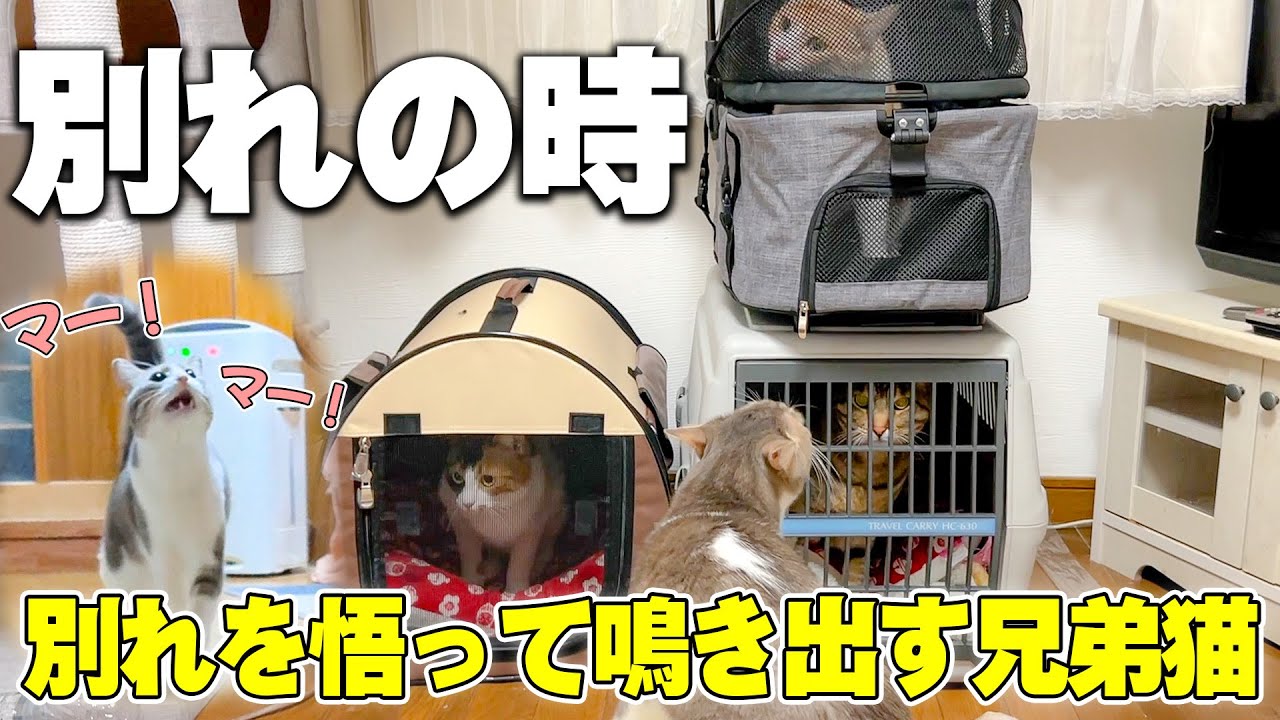 ついに猫たちの別れの時。兄弟との別れを悟ったスカーが鳴き止まなくなりました
