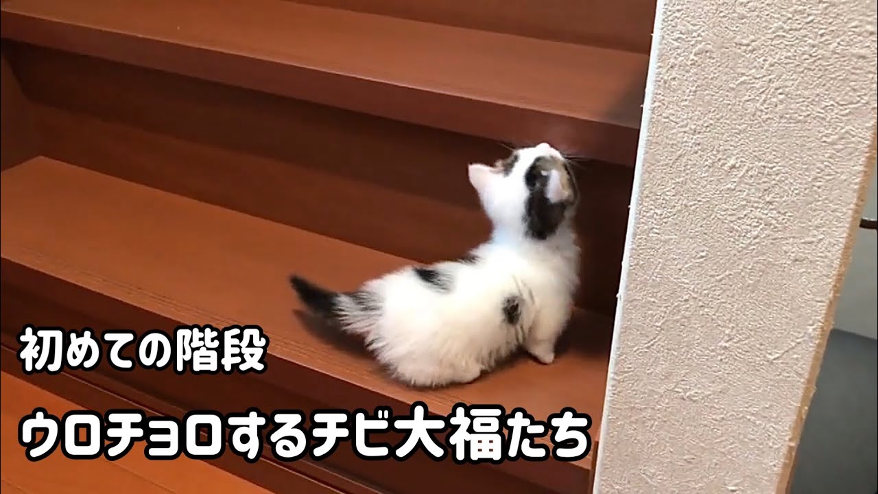 初めての階段エリアで嬉しくて歩き回る子猫