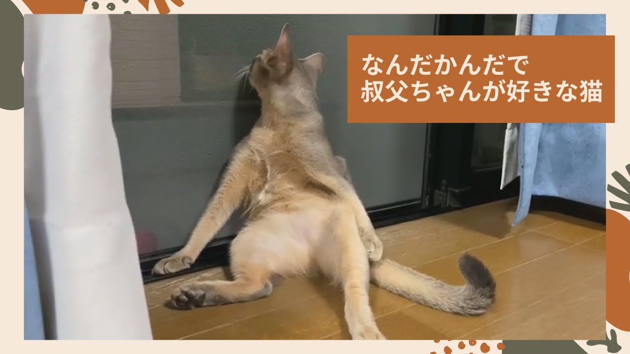 【おもしろ動画】子猫のアビシニアンが叔父ちゃんに噛みつきまくり！？funny cat clips