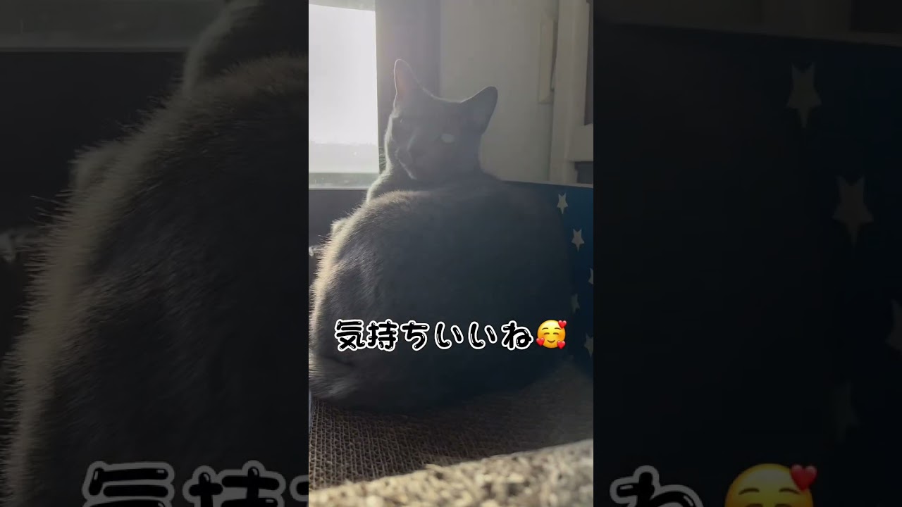 【ロシアンブルー】めろんのまったりした1日😌【猫】#shorts