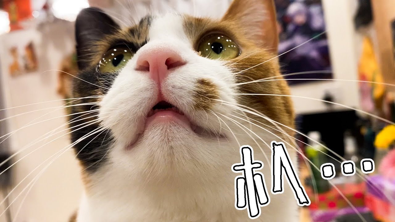 今日も我が家の三毛猫は健康に育っています。