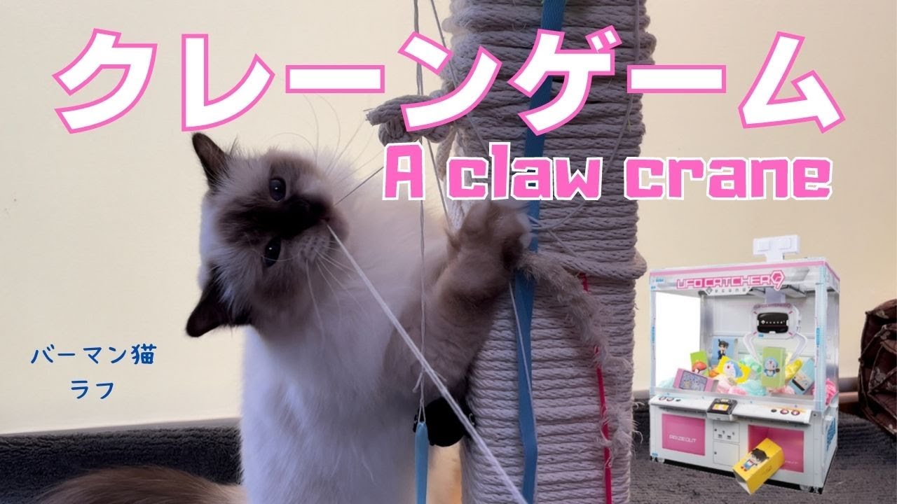 UFOキャッチャー【クレーンゲーム】A claw crane（バーマン猫）Birman/Cat