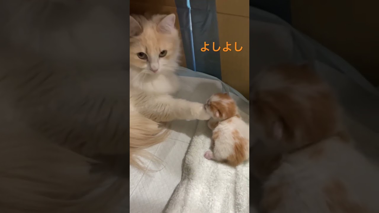 よしよしの練習 #マンチカン #新米ママの子育て奮闘記 #ひとりっ子