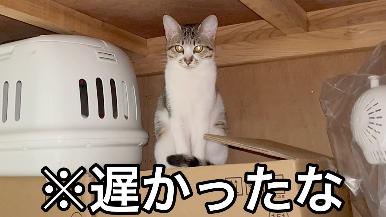 帰宅が遅いと寂しがり屋の子猫が怒ってました…泣