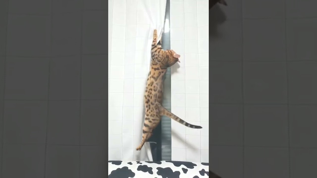 飼育崩壊？わんぱく猫の日常（ベンガル猫とアビシニアン）BEST FUNNY CATS&KITTENS #shorts