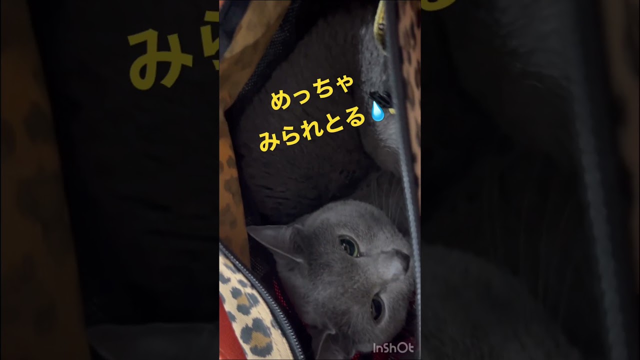 覗き猫　実家猫と対面　#Shorts #ロシアンブルー　#ねこ　#ねこ動画　#cat #猫　#Russianblue