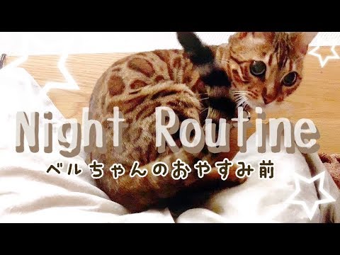 おやすみ前の可愛さ爆発ベルちゃんに密着！