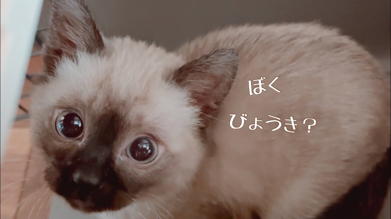 子猫が生まれた時から感染していた病気について。