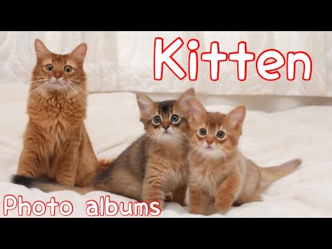 【こねこ写真集】赤ちゃん猫の写真！にゃんにゃん畑！【ソマリ】