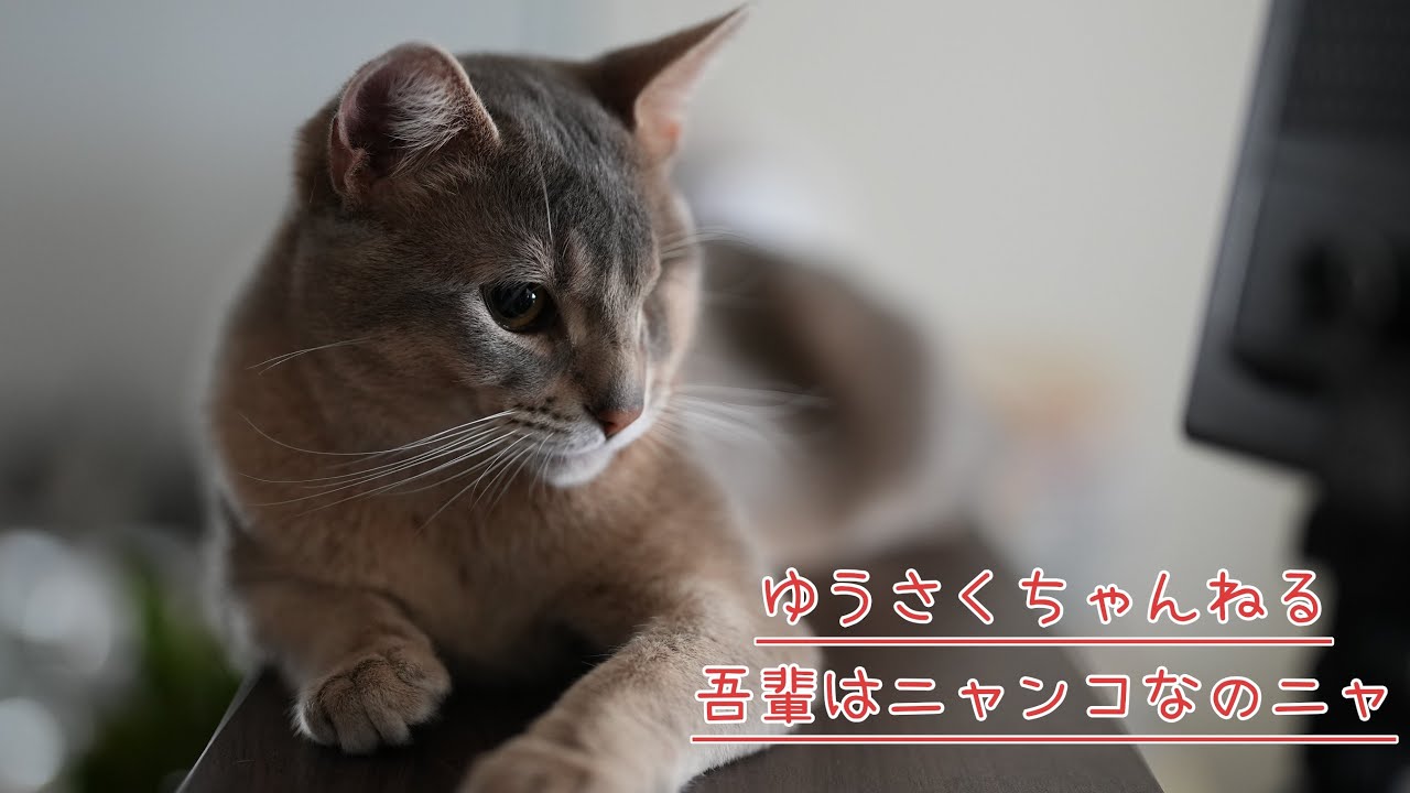 吾輩はニャンコだが、特技があるニャ！　アビシニアン　Abyssinian