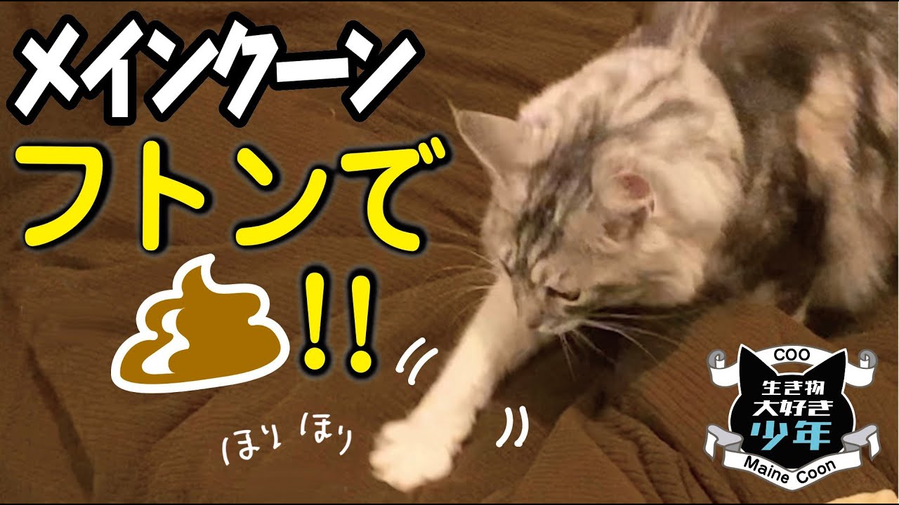 【メインクーン】事件です！大型猫、布団で嫌がらせウンチ？！