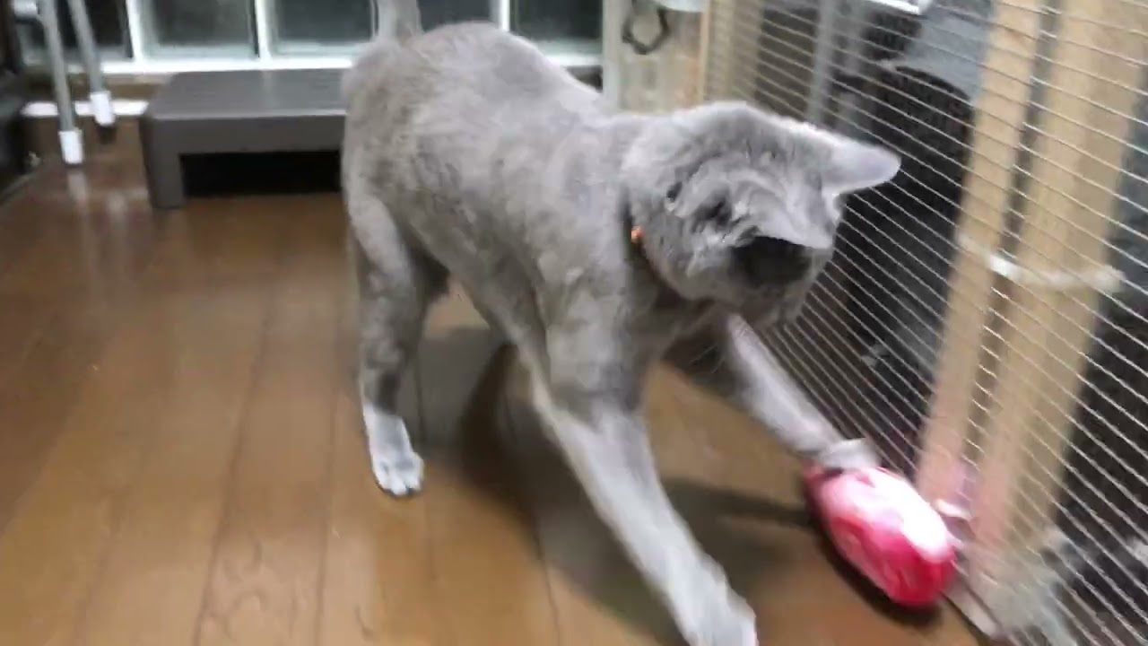 ロシアンブルーのロッチ君。