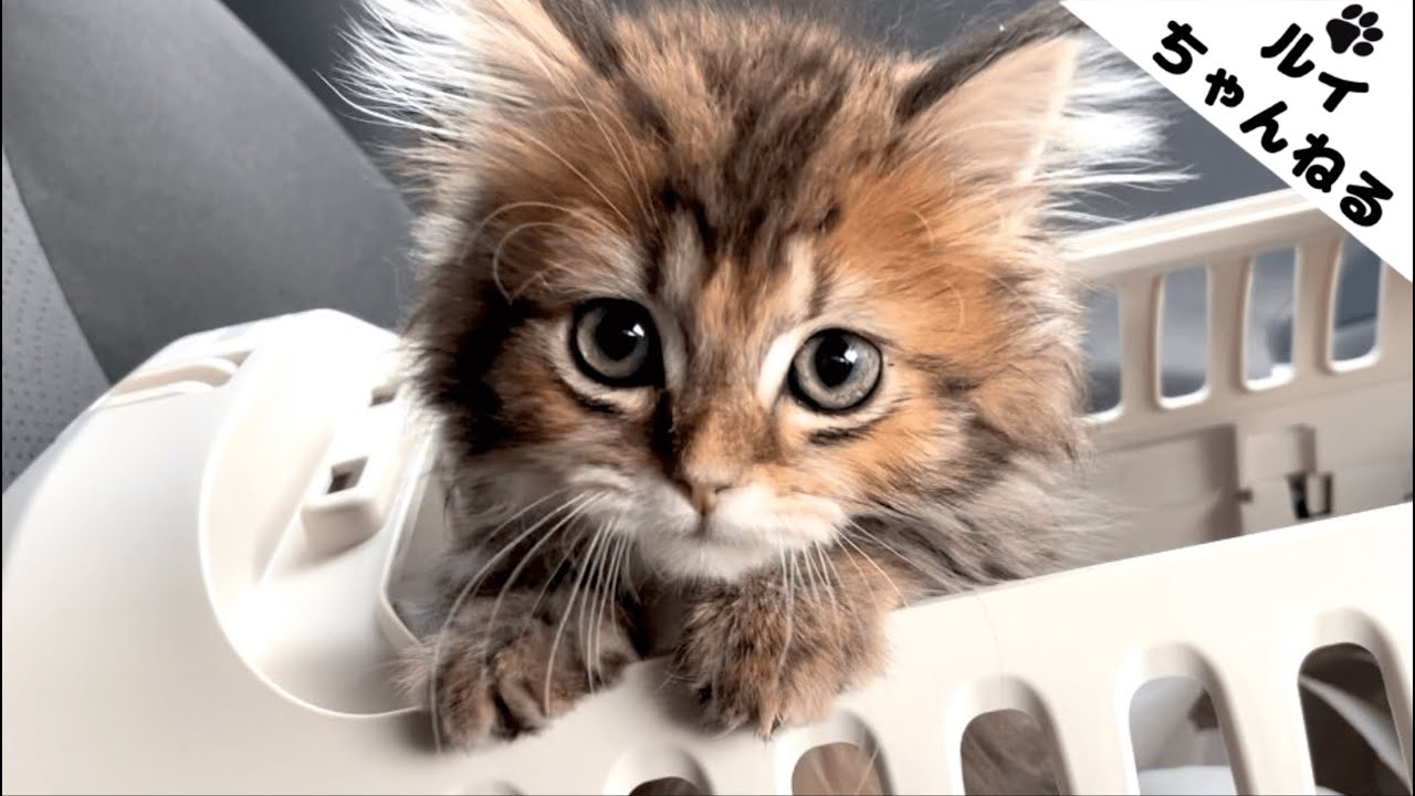 【短足マンチカン】生後2ヶ月の子猫をお迎えしたら、かわいすぎた（笑）