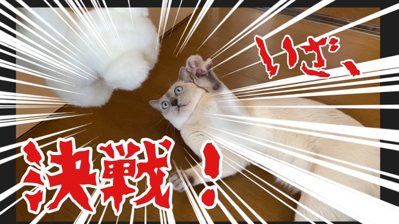 ぬいぐるみの急所を狙う猫【トンキニーズ】Cat for the vital part of the stuffed toy