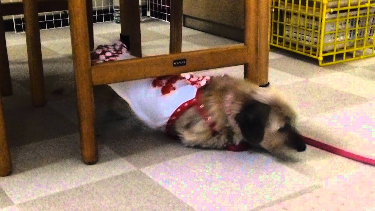 かいーの（ワイヤーヘアード）