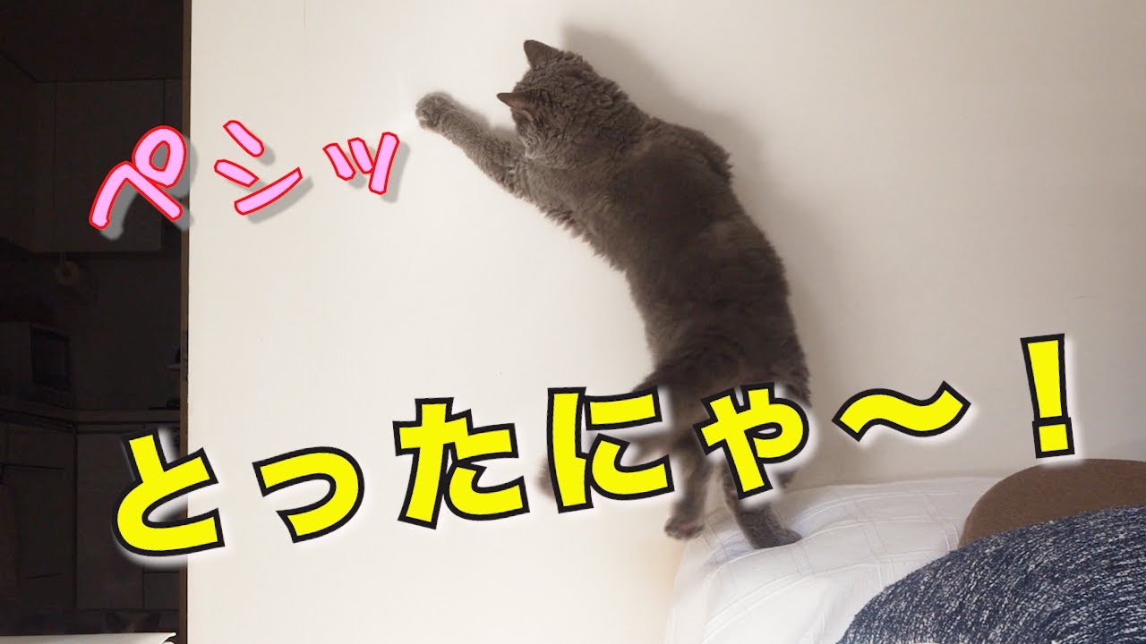 反射した光で遊ぶ猫｜セルカークレックス｜ブリティッシュショートヘア