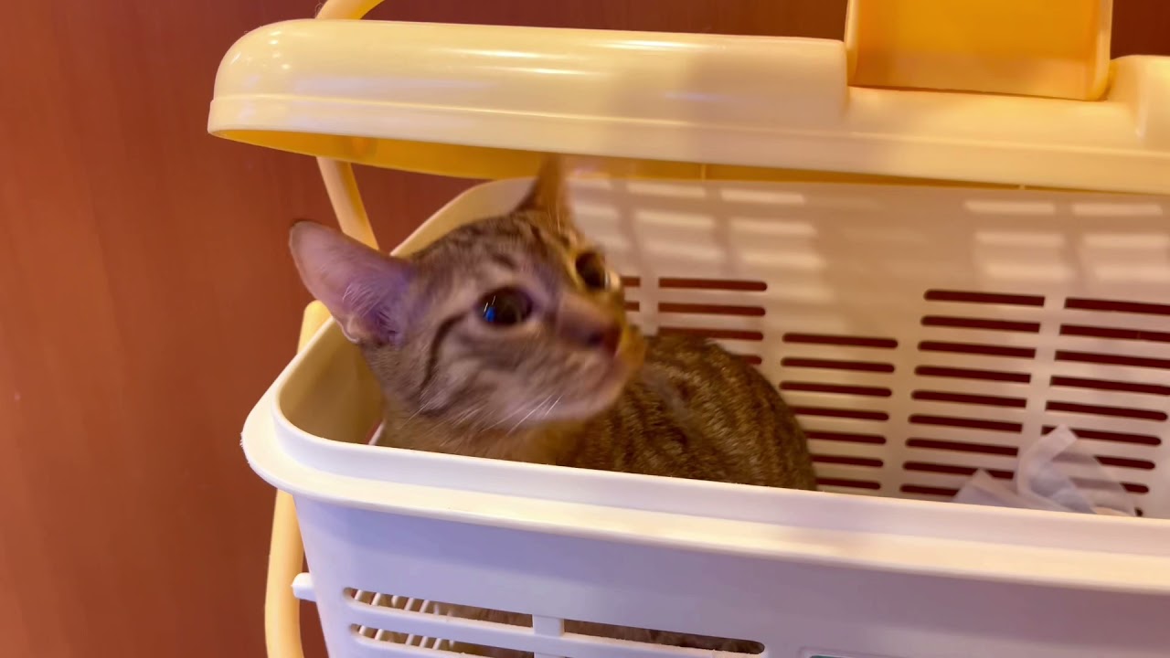 オシキャット☆チョコレートスポッテッドの男の子　ワクチン接種　20211215