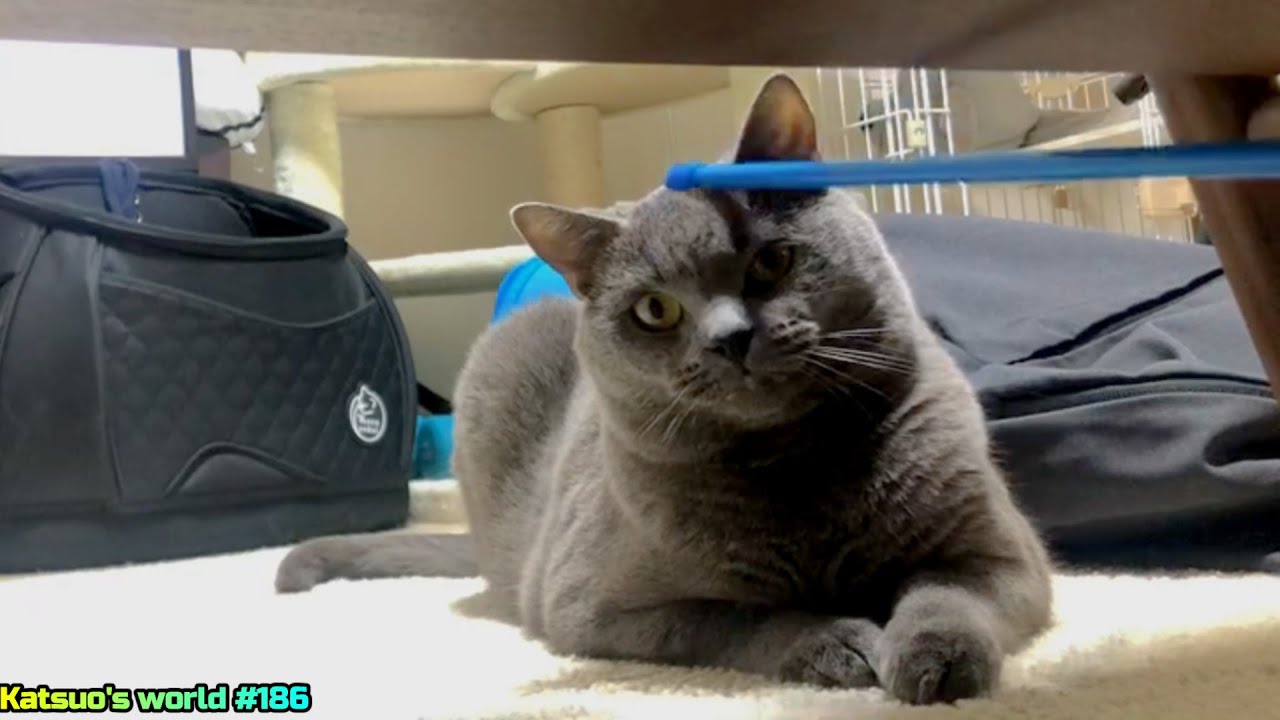 じゃれ猫【シャルトリュー】