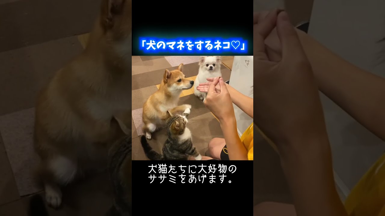 犬の横で「お手」を覚えてしまった子猫。〔愛おしすぎる...♡〕 #猫 #可愛い猫 #柴犬