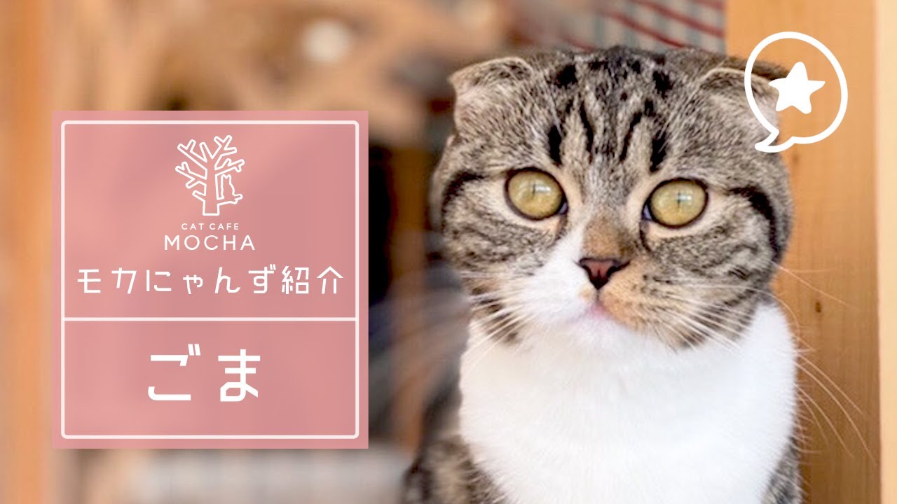 ごま（スコティッシュフォールド♀）イオンレイクタウン店